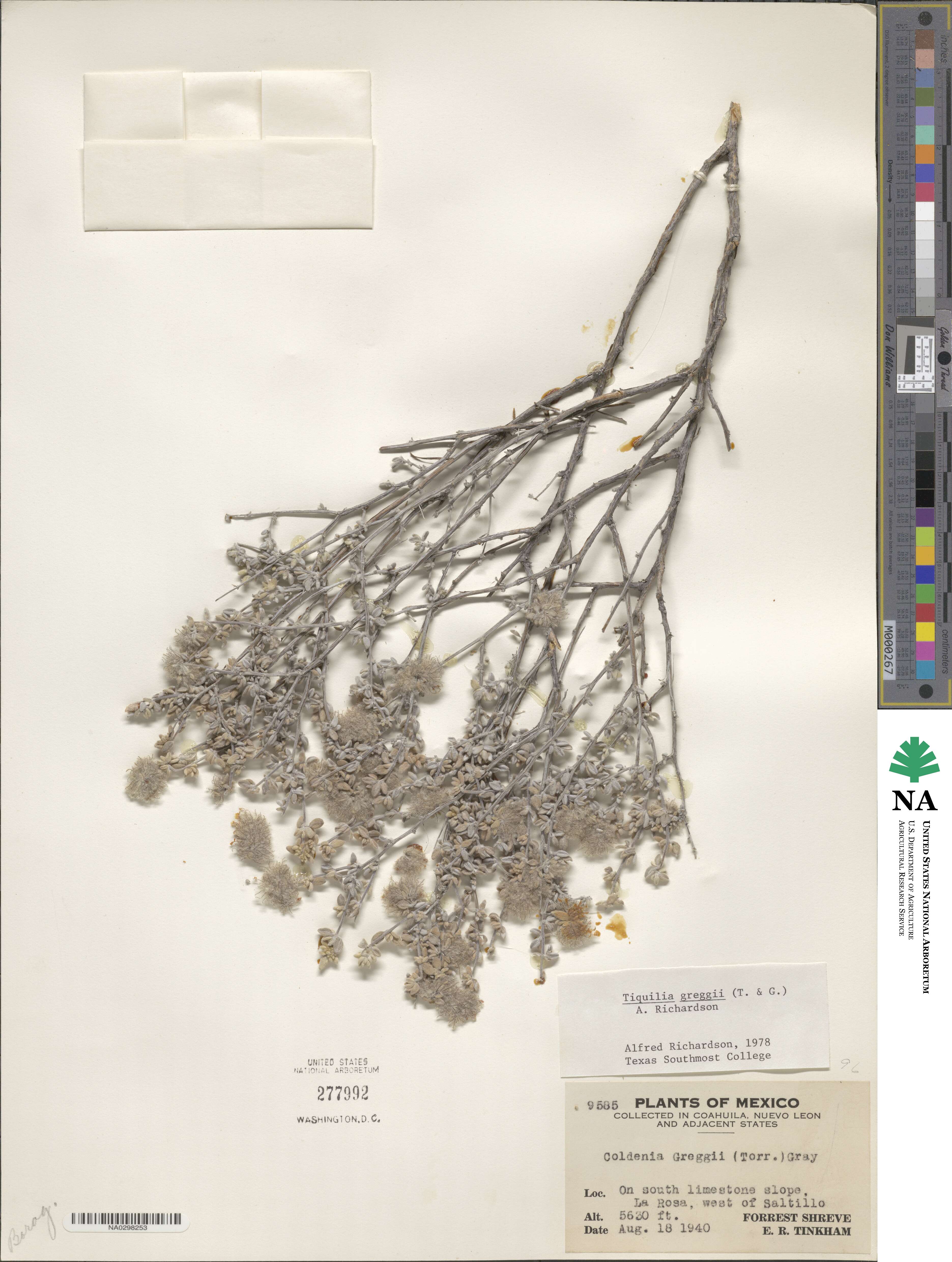 Tiquilia greggii image