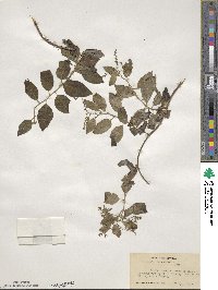 Tournefortia volubilis image