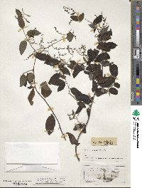 Tournefortia volubilis image