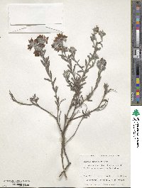 Image of Halgania sericiflora