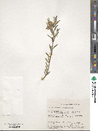 Image of Halgania andromedifolia