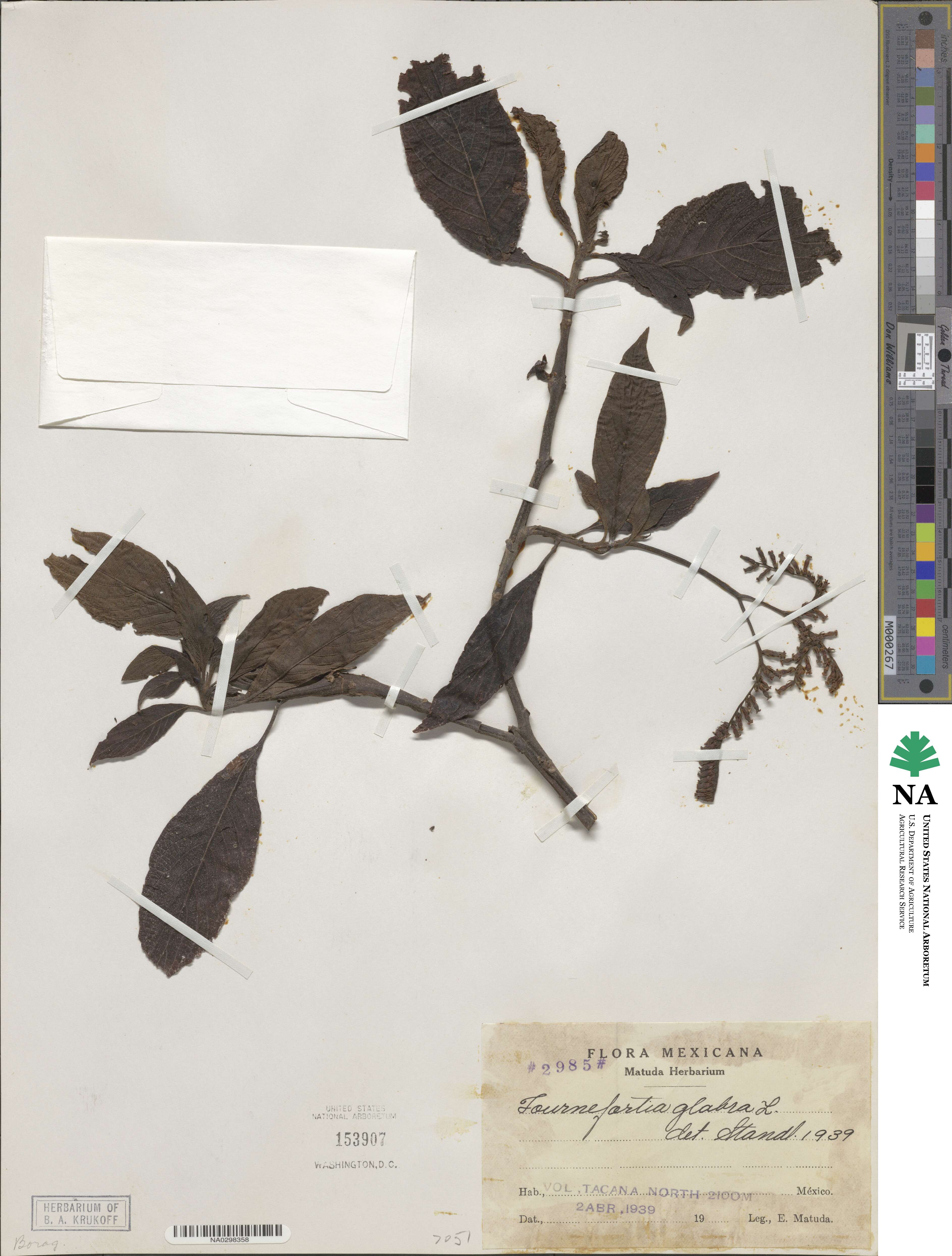 Tournefortia glabra image