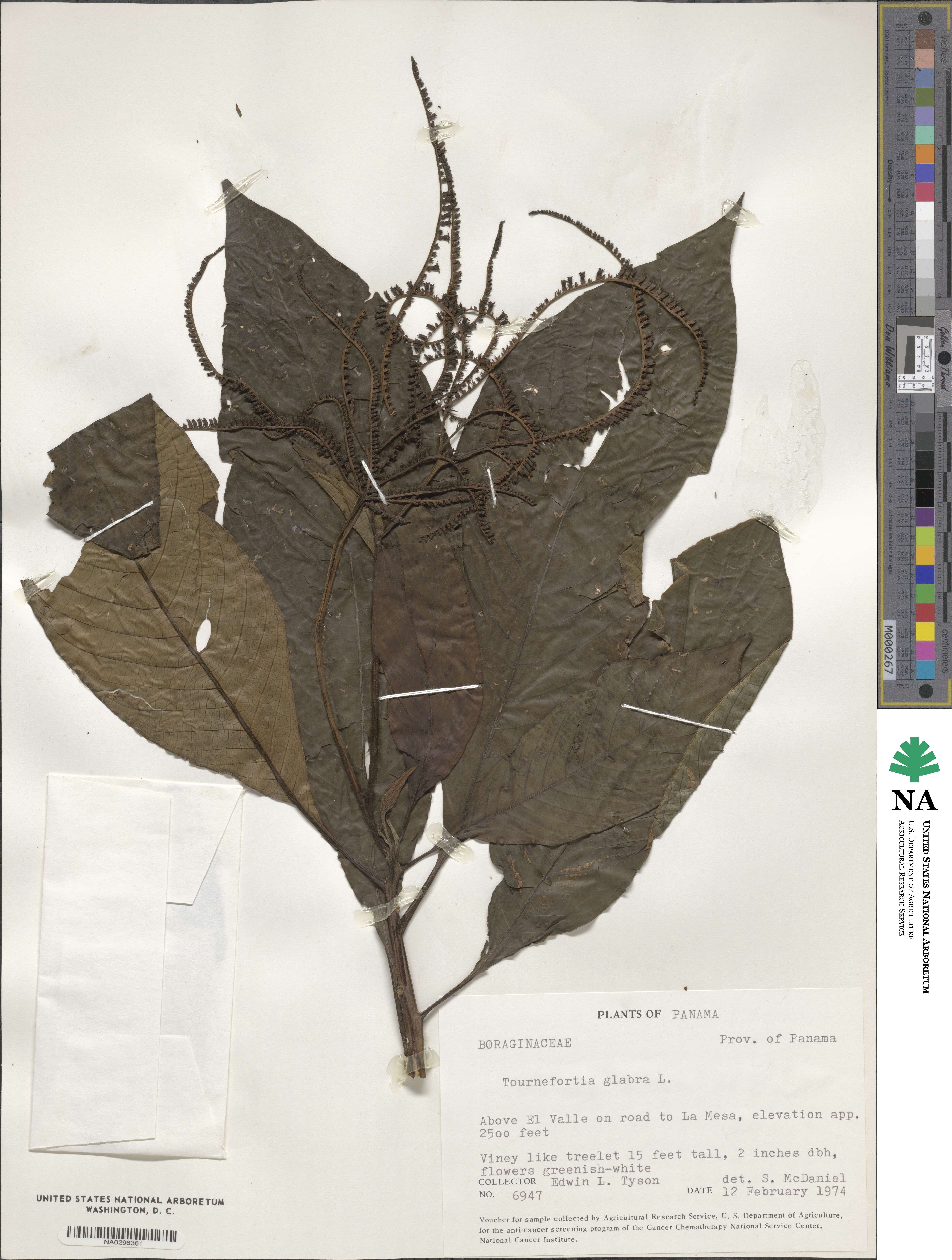 Tournefortia glabra image