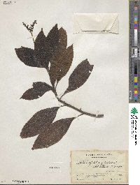 Tournefortia glabra image