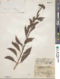 Tournefortia mutabilis image