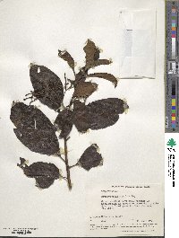 Tournefortia bicolor image