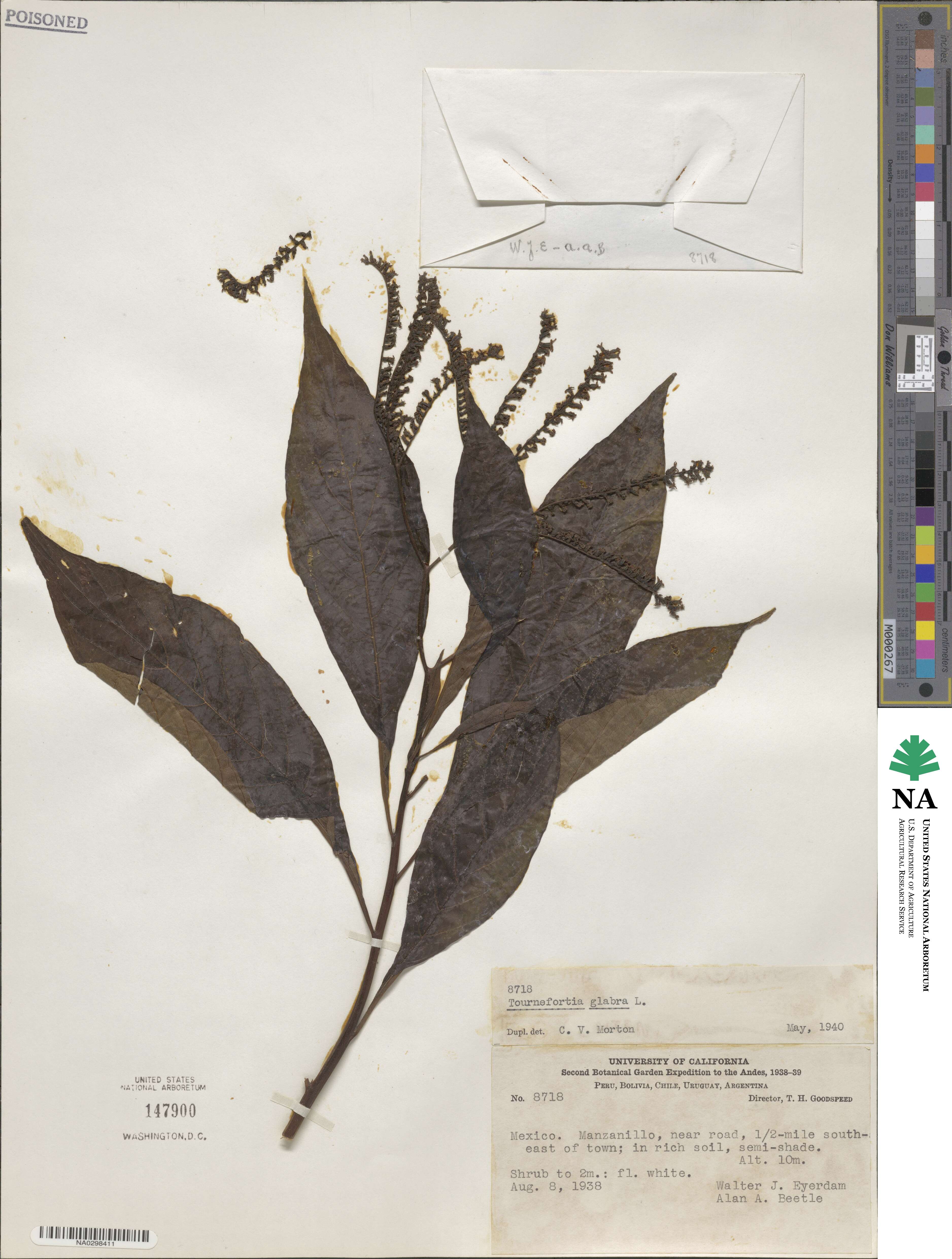 Tournefortia glabra image