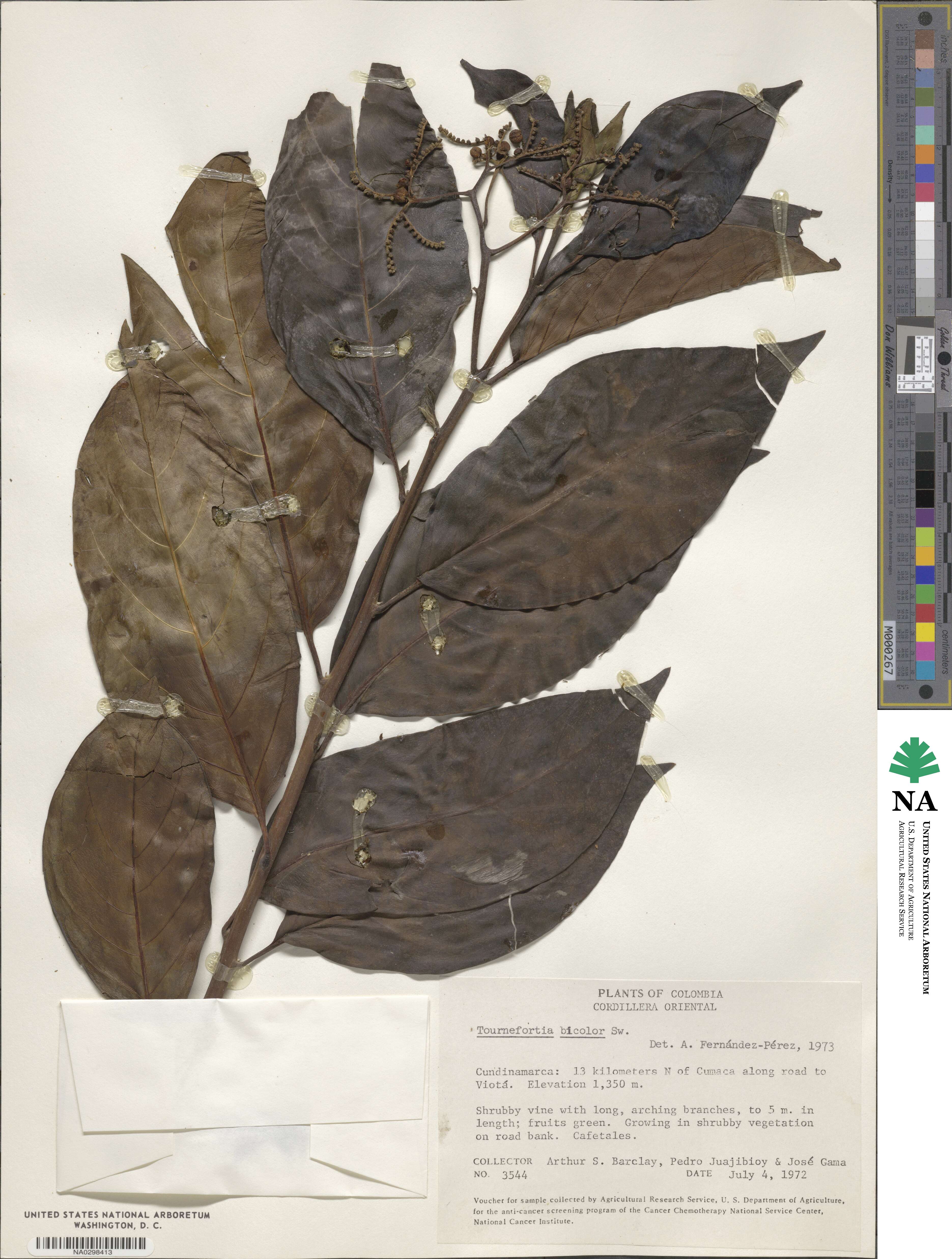 Tournefortia bicolor image