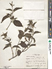 Tournefortia bicolor image