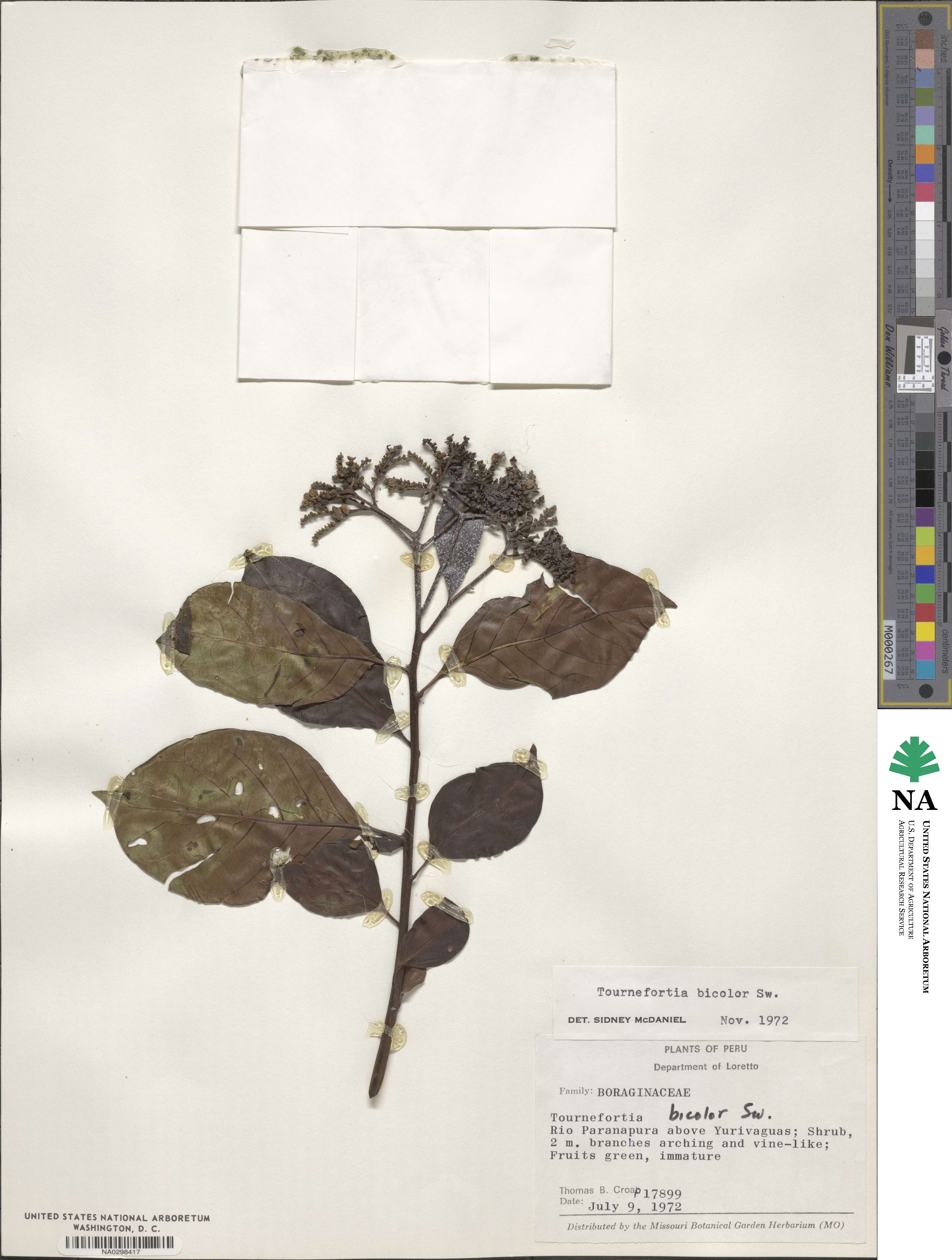 Tournefortia bicolor image