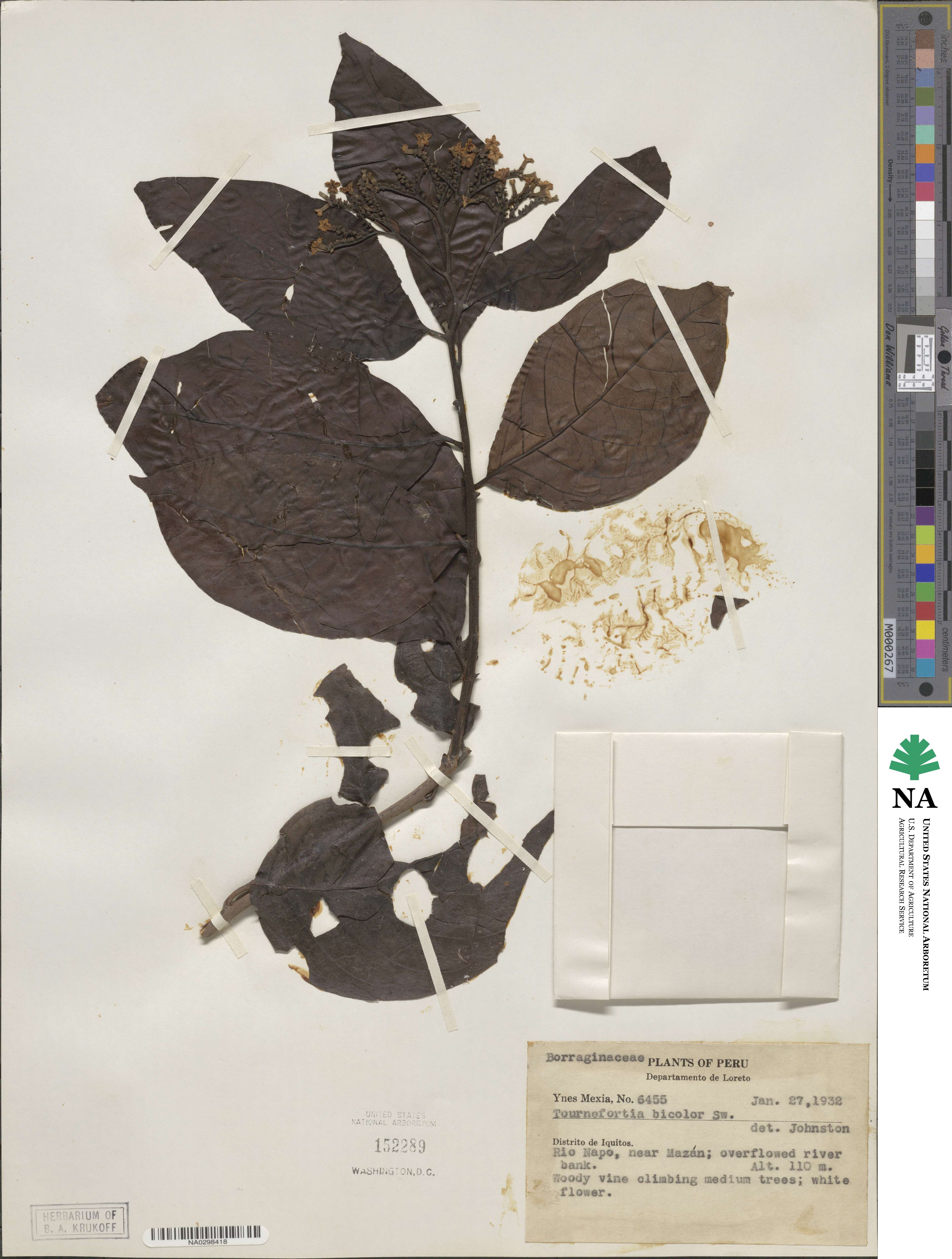 Tournefortia bicolor image