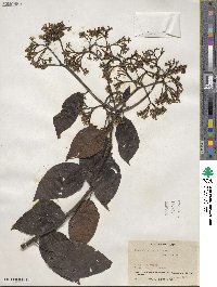 Tournefortia bicolor image