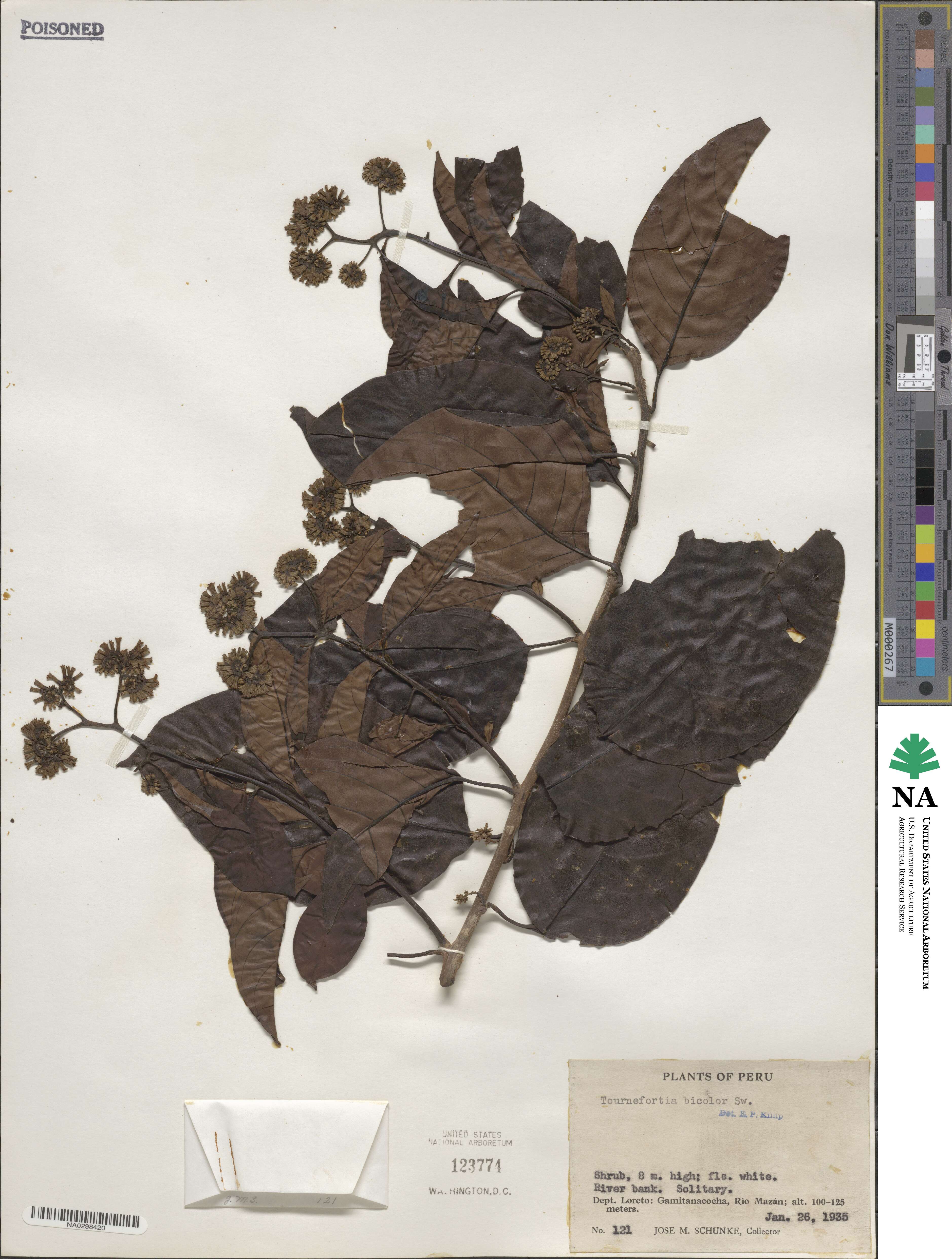 Tournefortia bicolor image
