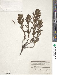 Tournefortia sibirica image