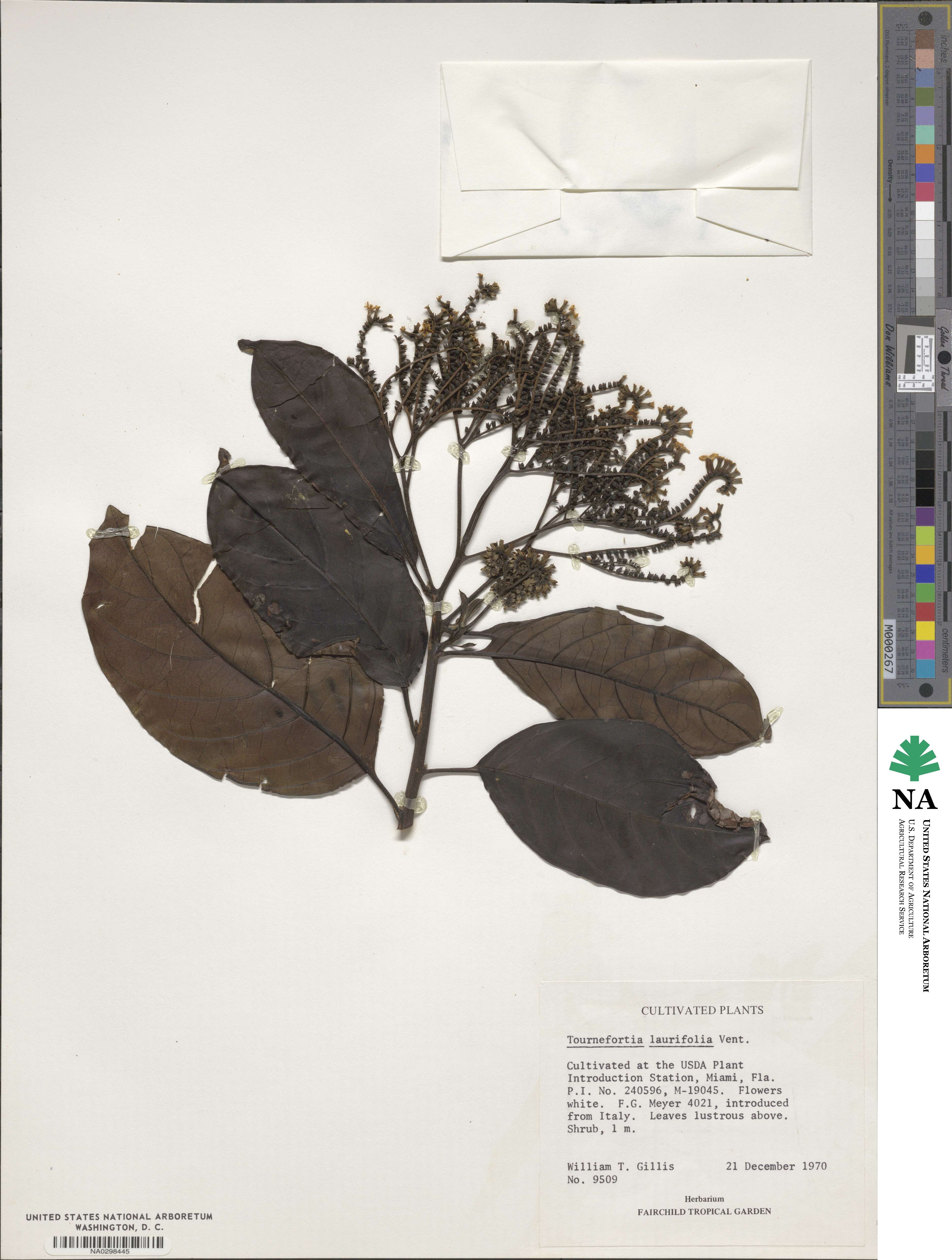 Tournefortia laurifolia image