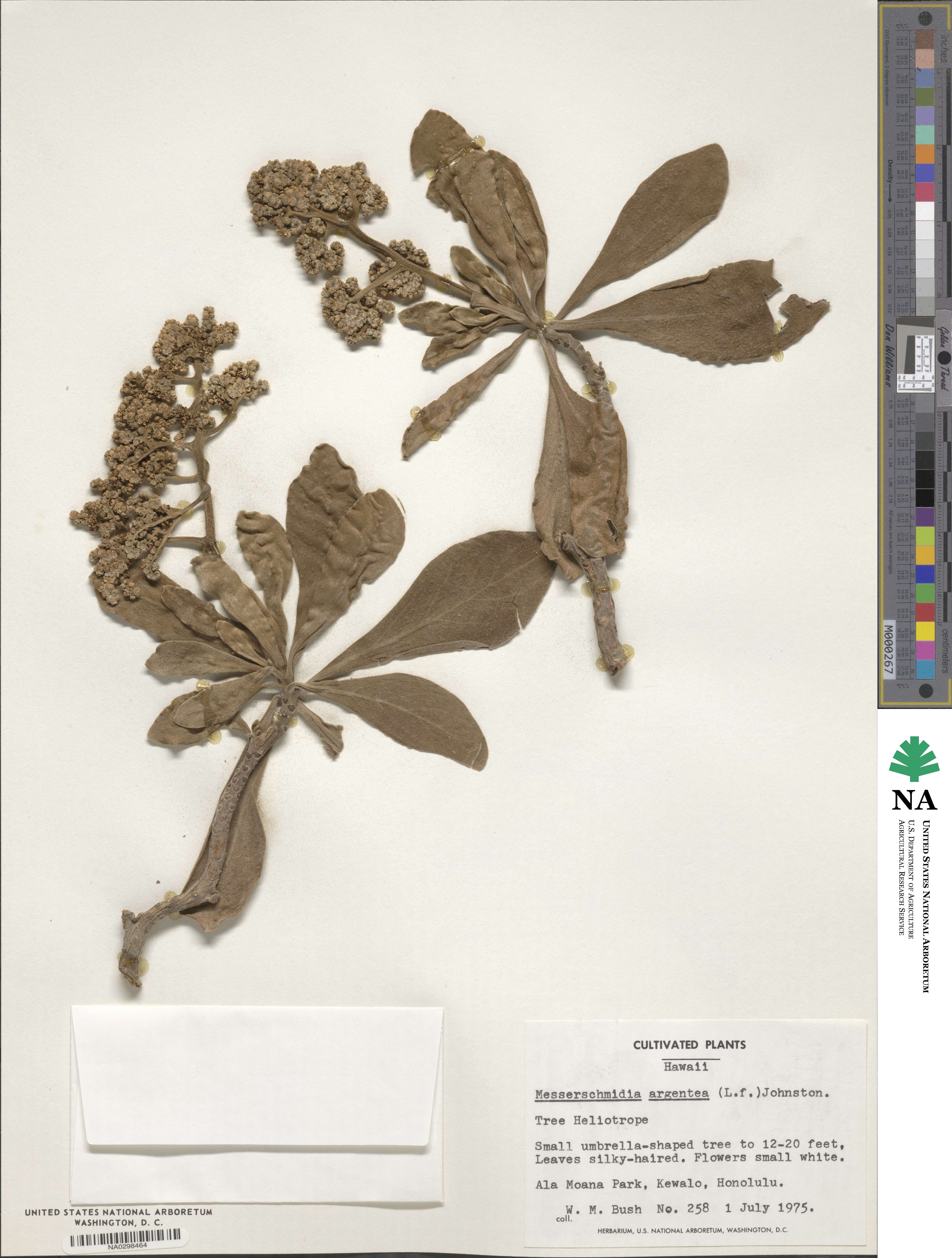 Heliotropium velutinum image