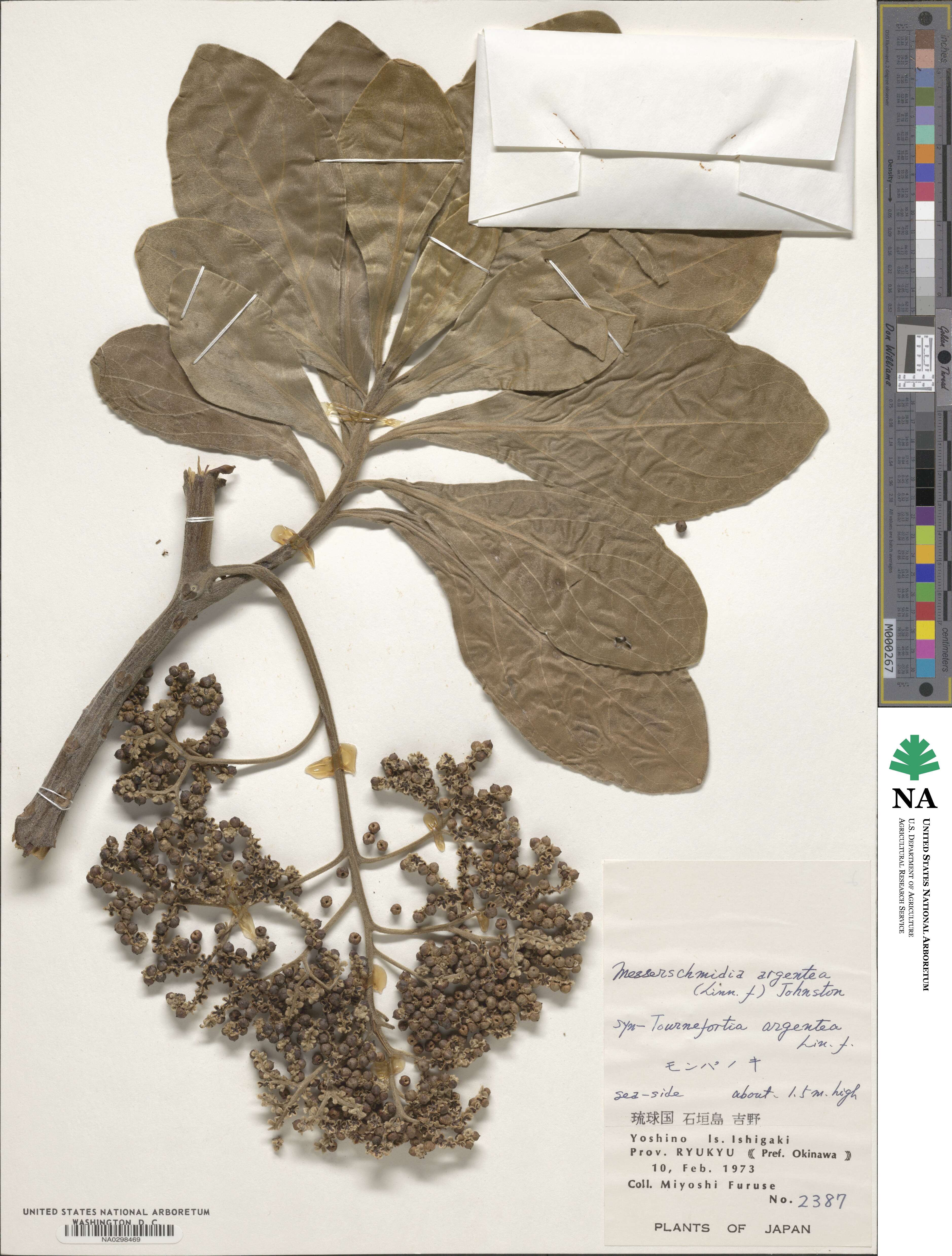 Heliotropium velutinum image