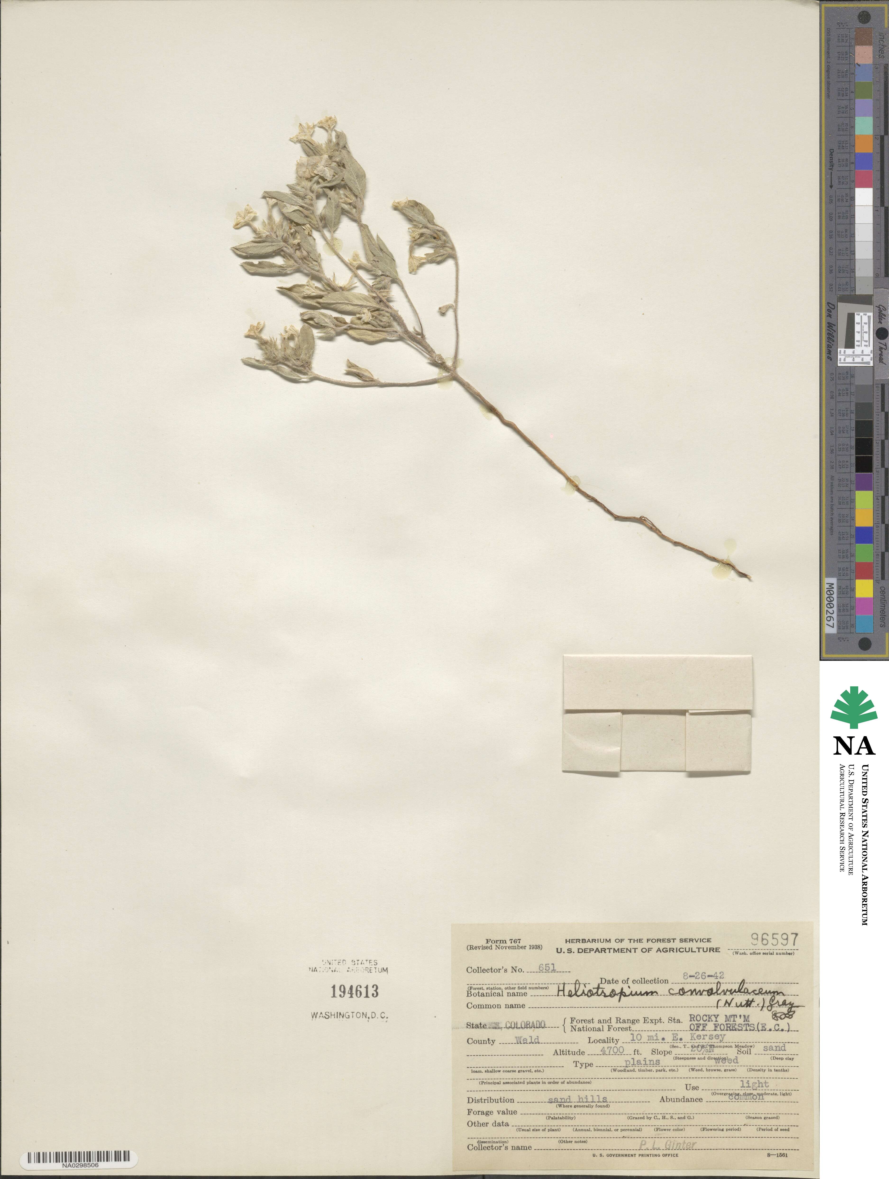 Heliotropiaceae image