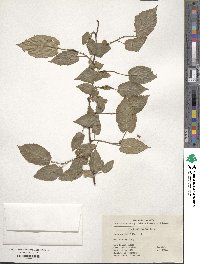 Rubus corchorifolius image