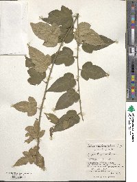 Rubus corchorifolius image