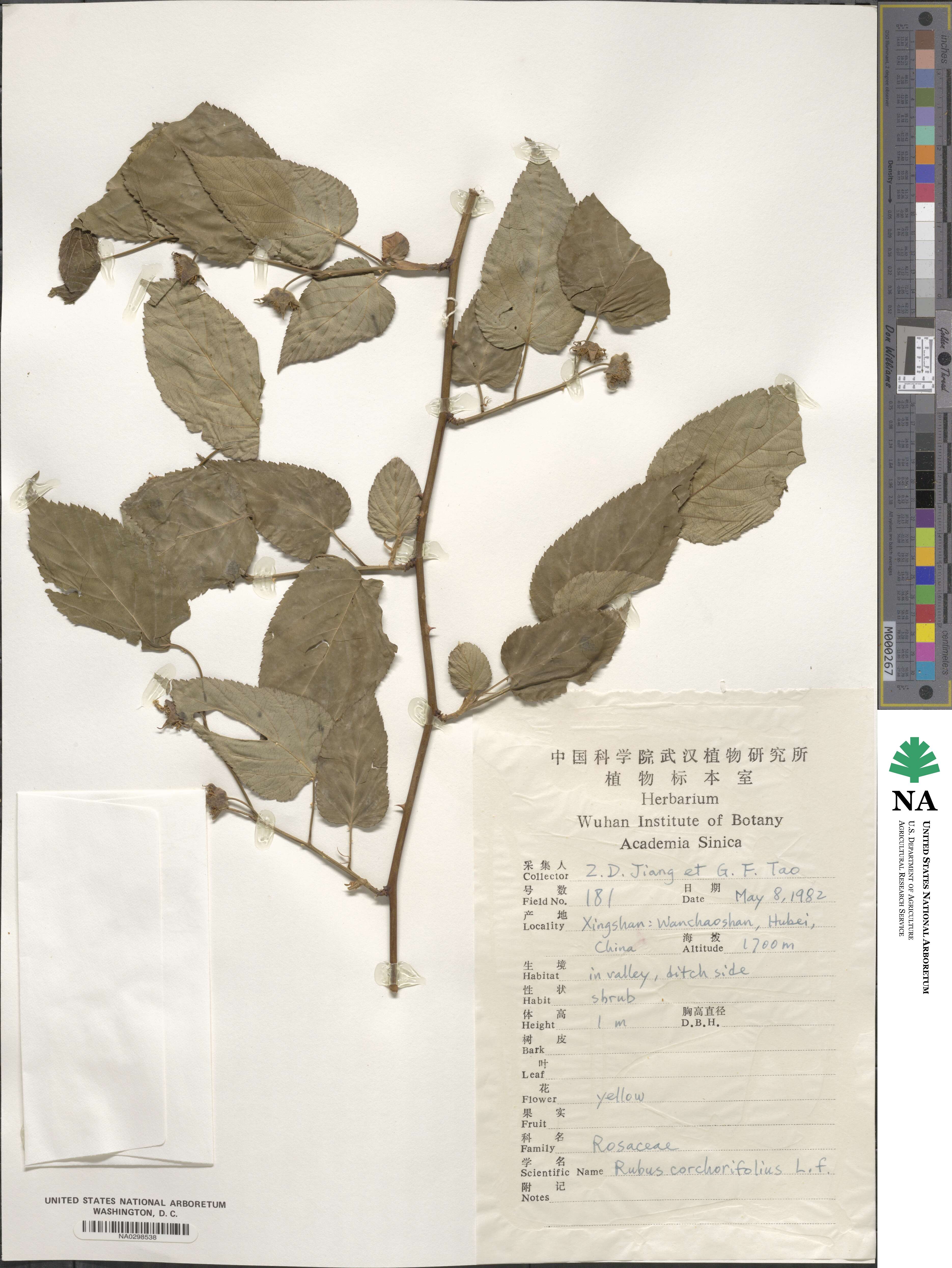 Rubus corchorifolius image