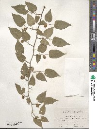 Rubus corchorifolius image