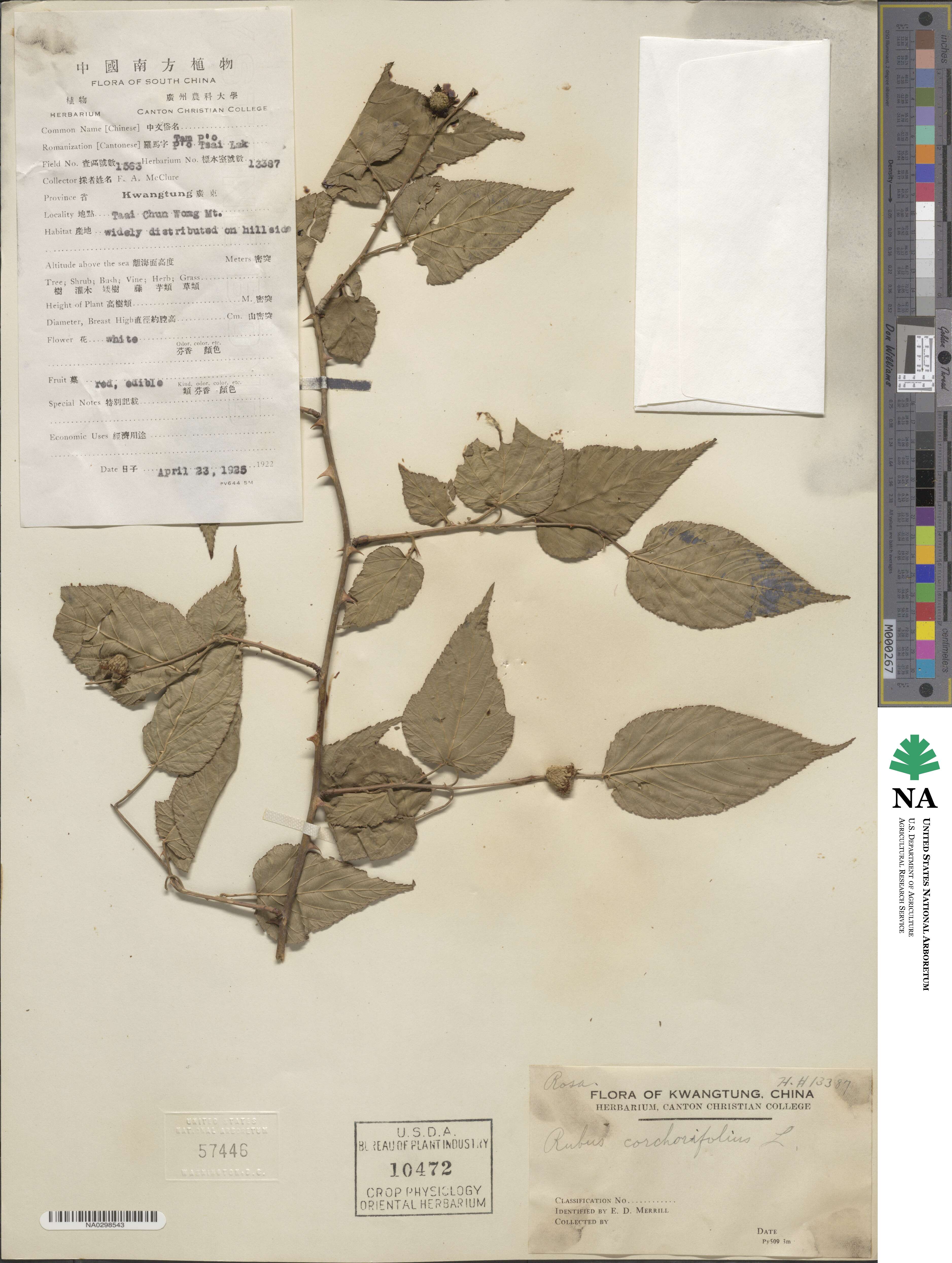 Rubus corchorifolius image