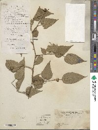 Rubus corchorifolius image