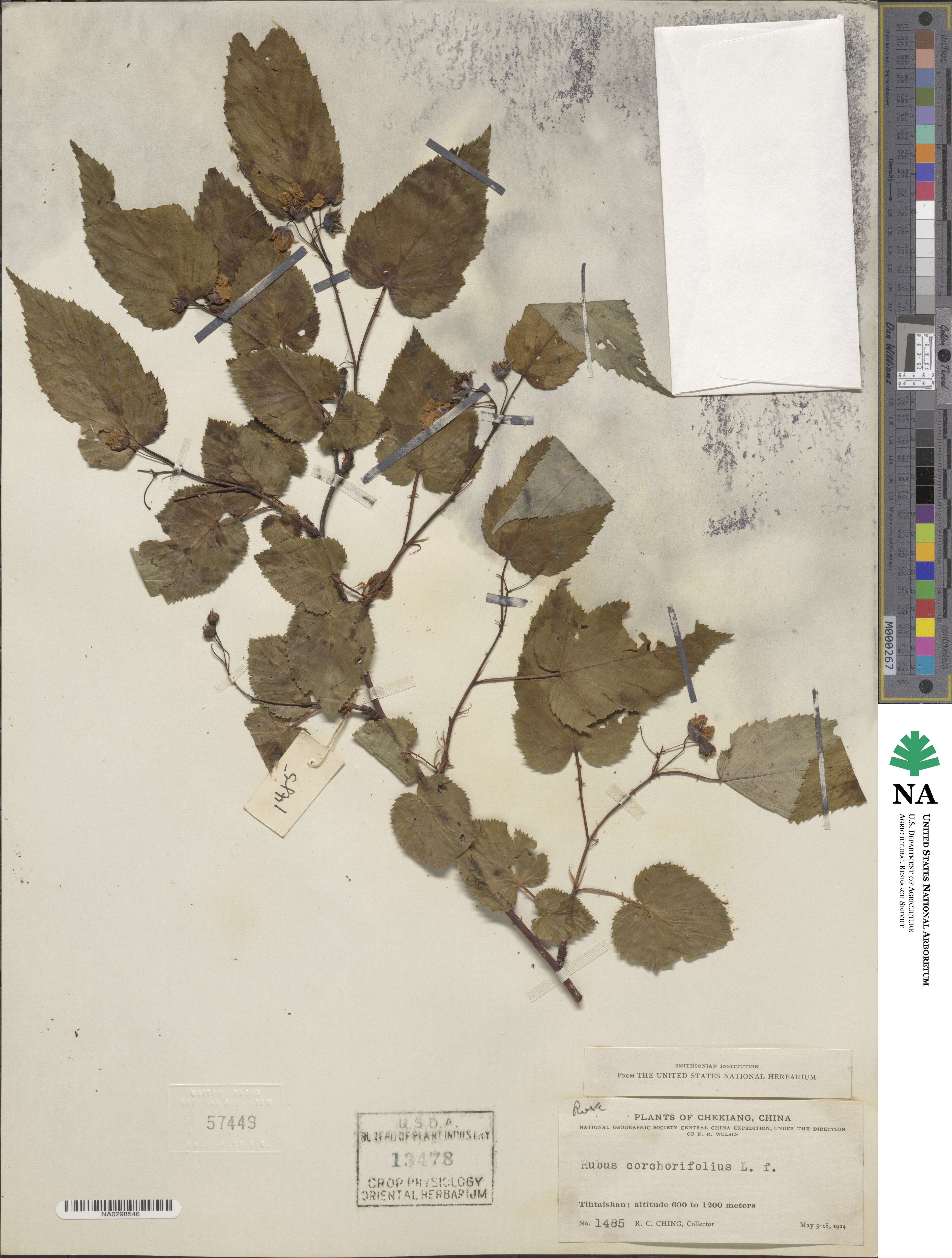 Rubus corchorifolius image