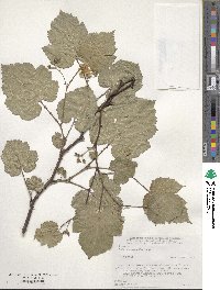 Rubus crataegifolius image