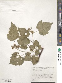 Rubus crataegifolius image