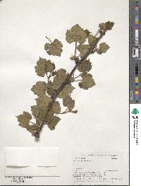 Rubus crataegifolius image