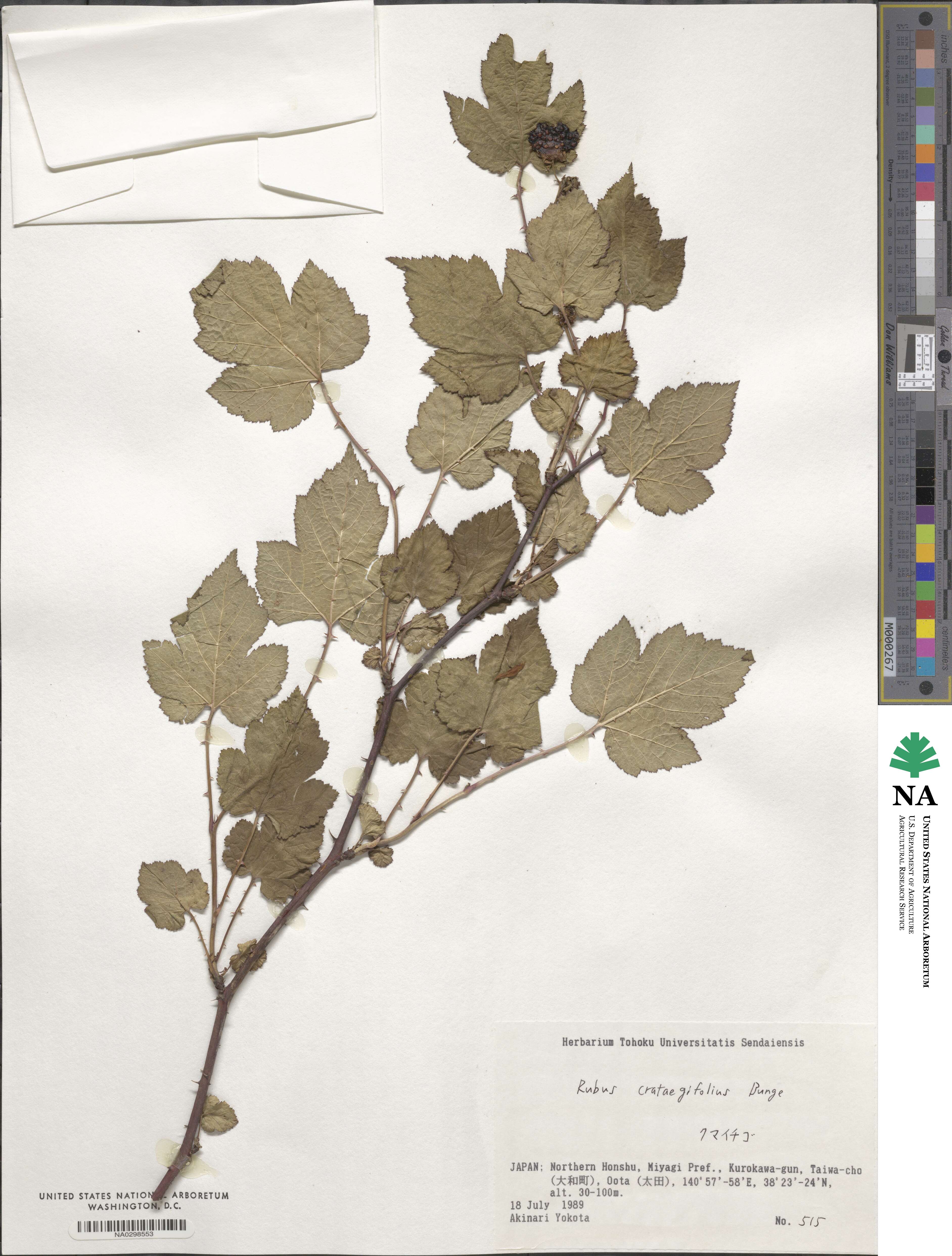 Rubus crataegifolius image