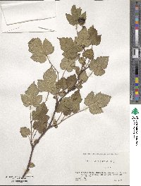 Rubus crataegifolius image