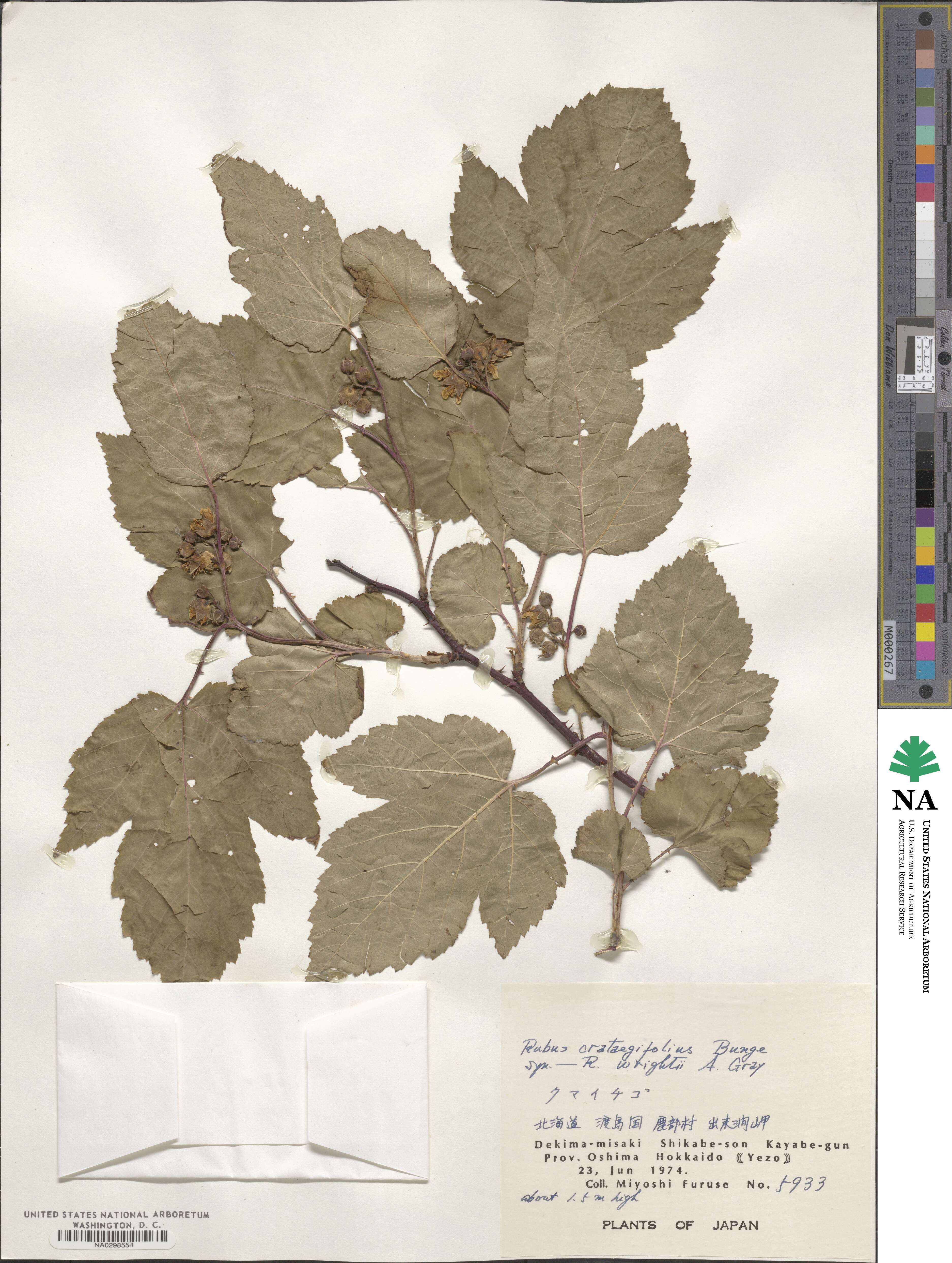 Rubus crataegifolius image