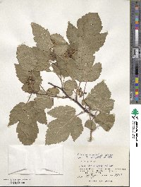 Rubus crataegifolius image