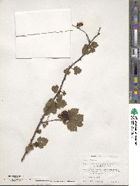 Rubus crataegifolius image