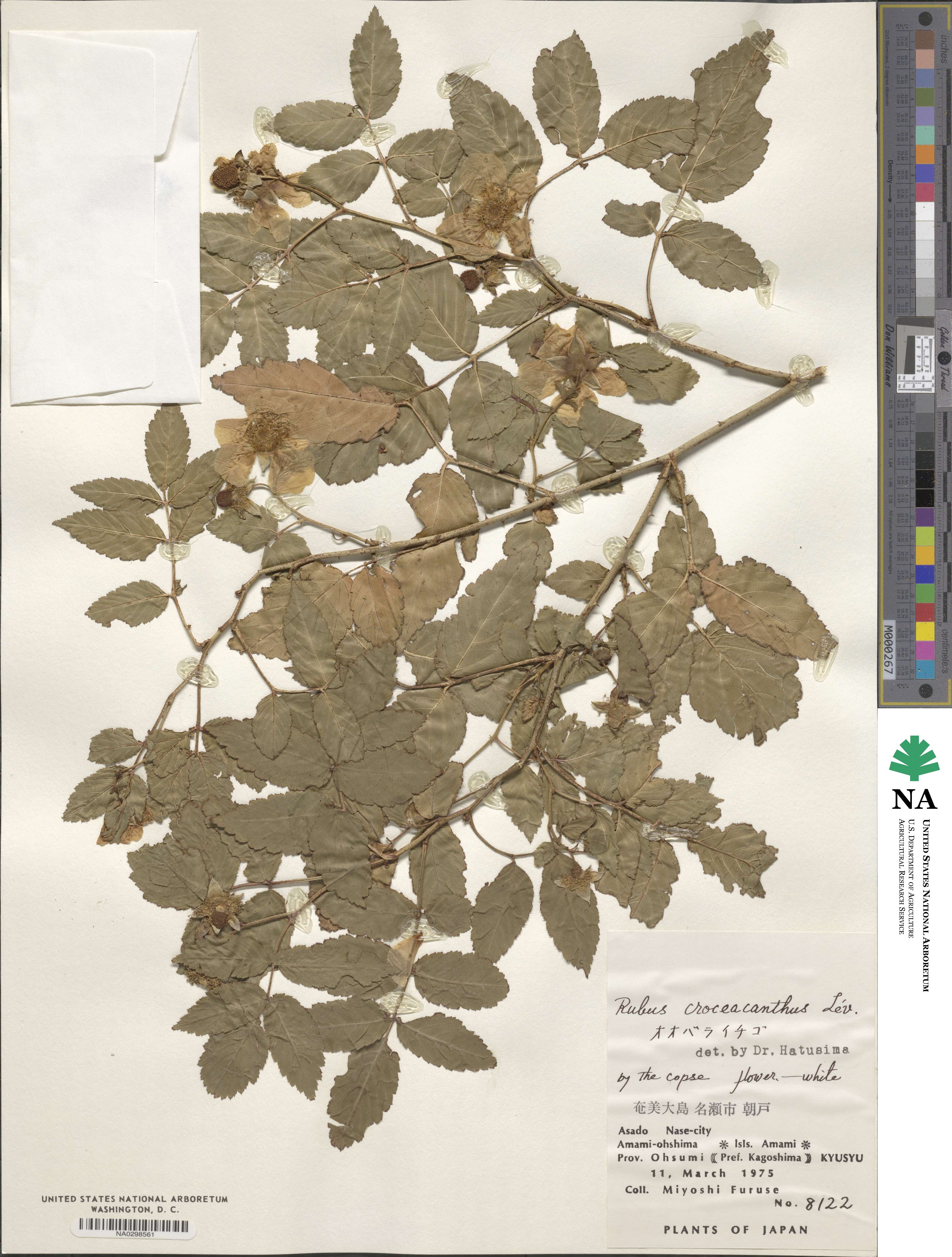 Rubus croceacanthus image