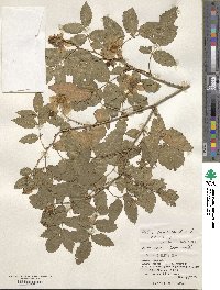 Rubus croceacanthus image