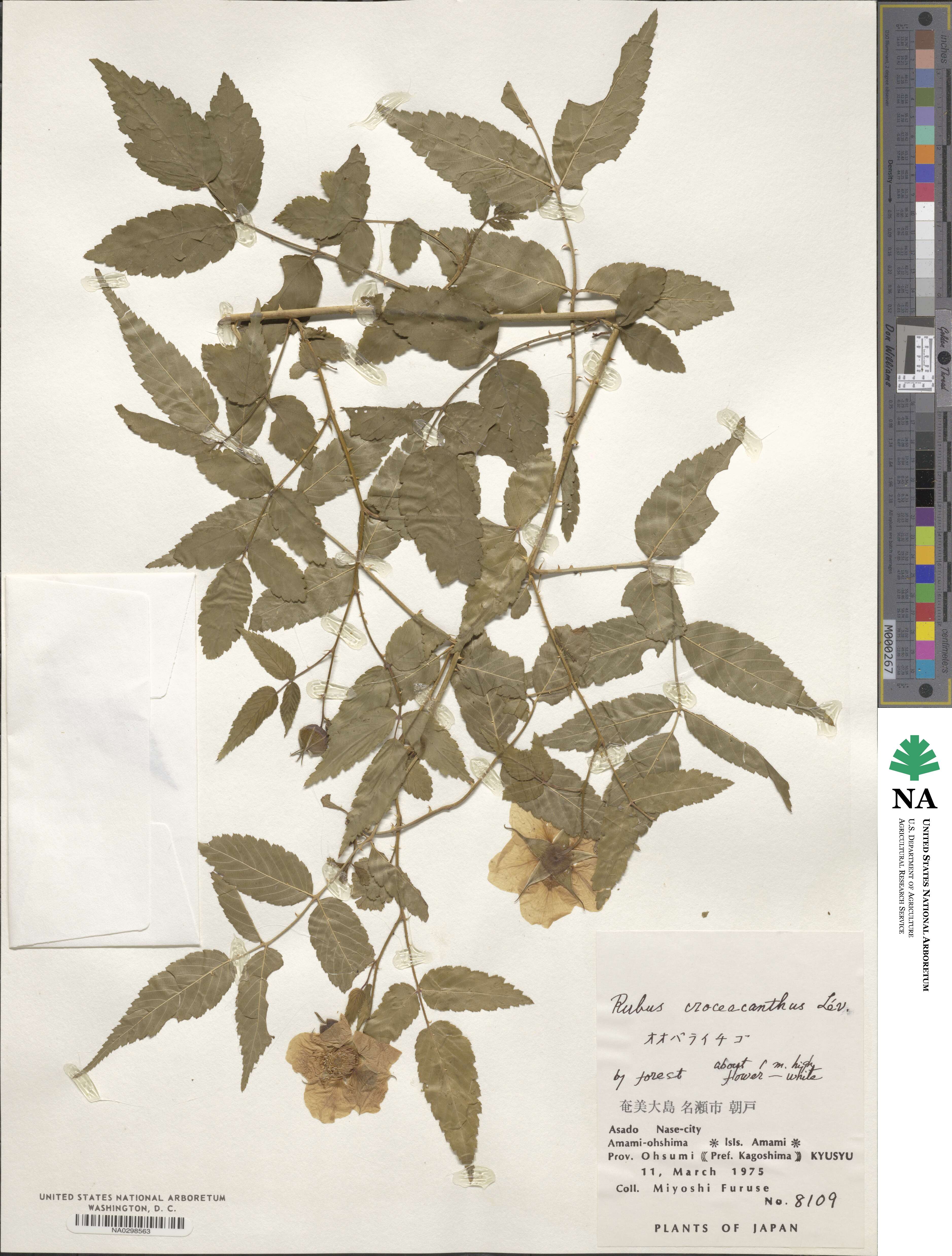 Rubus croceacanthus image