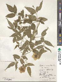 Rubus croceacanthus image