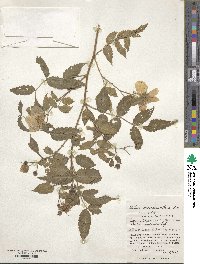 Rubus croceacanthus image