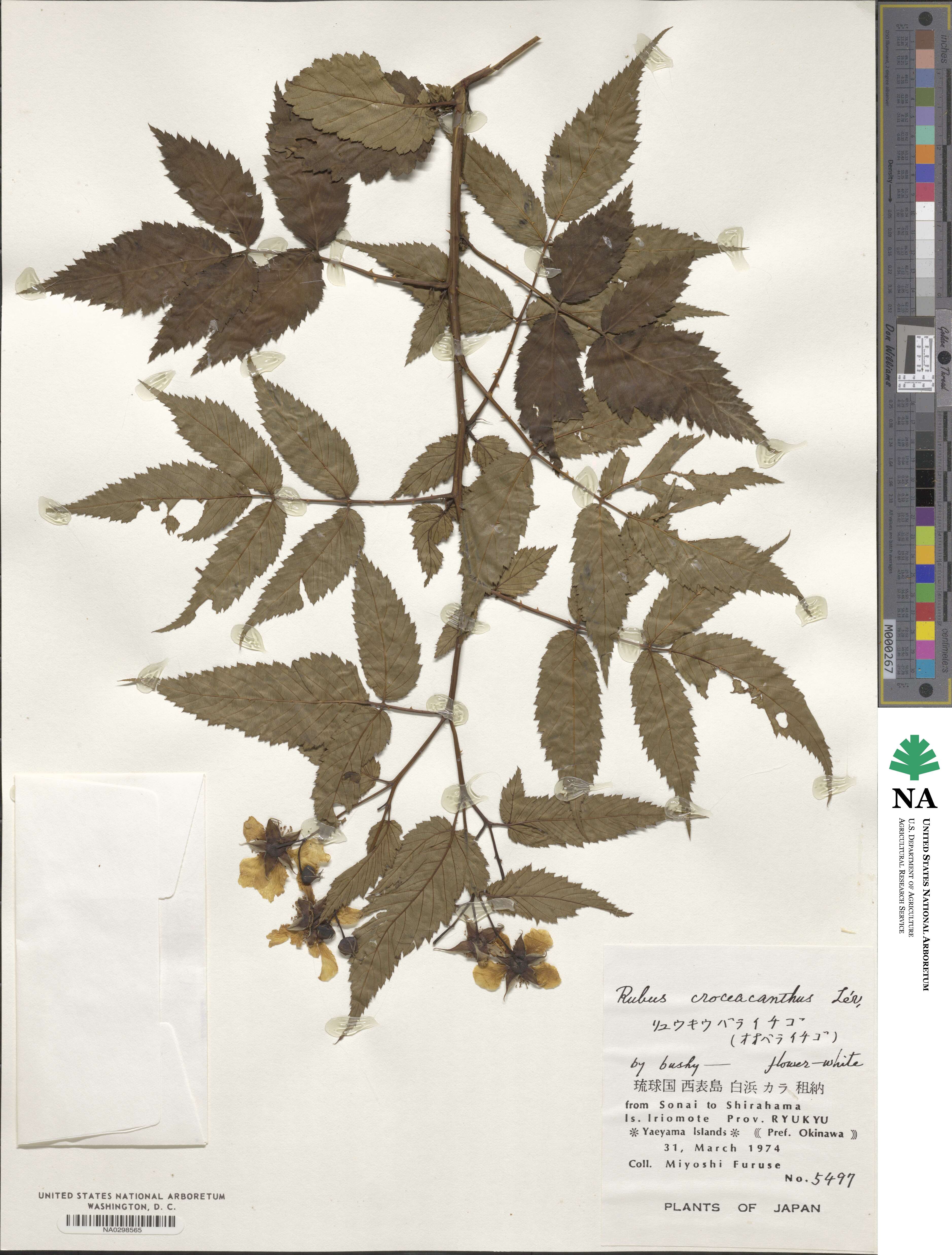 Rubus croceacanthus image