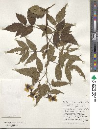 Rubus croceacanthus image