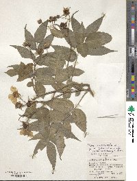 Rubus croceacanthus image