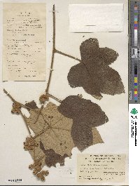 Rubus fimbriiferus image