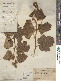 Rubus fimbriiferus image