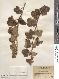 Rubus fimbriiferus image