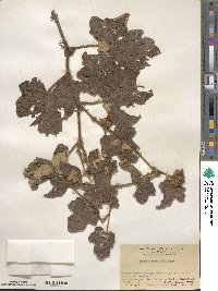 Rubus fimbriiferus image