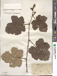 Rubus fimbriiferus image